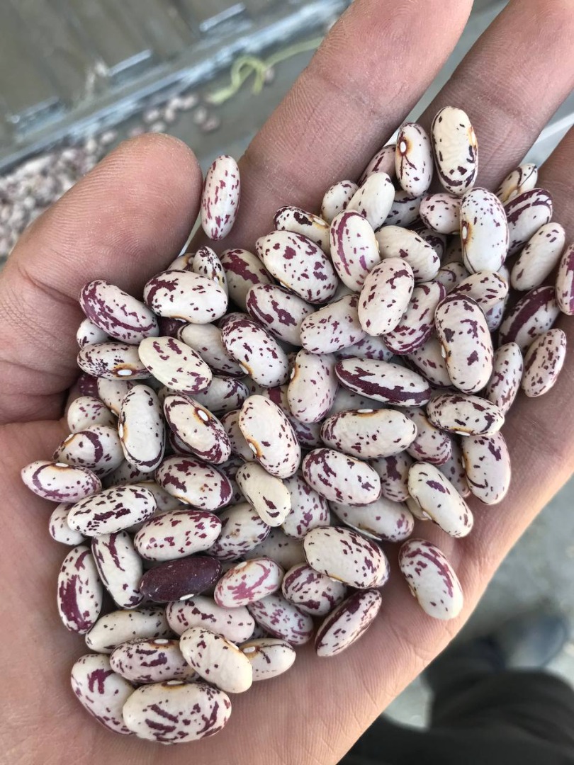 Somos exportadores de frijol tenemos experiencia 25 años en este negocio exportamos muchos paises Número de teléfono: Instagram: anvaroveldar7