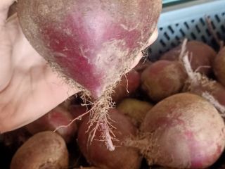 Venderé remolacha, tengo como una tonelada de mi propia