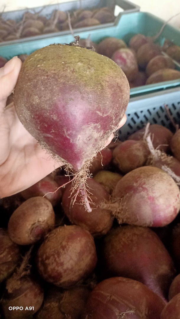Venderé remolacha, tengo como una tonelada de mi propia producción, sin residuos, sin fumigar