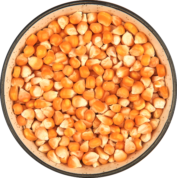 Este maíz amarillo se utiliza en una variedad de alimentos y otras industrias y principalmente para el consumo humano y la alimentación animal