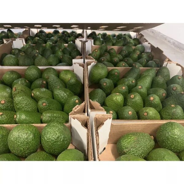 No solo cultivamos nuestra propia fruta, también obtenemos, maduramos, empaquetamos, procesamos y comercializamos aguacates de calidad durante todo el año