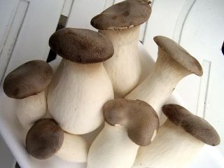 Setas King Oyster frescas para exportación, 200 g/paquete, 300