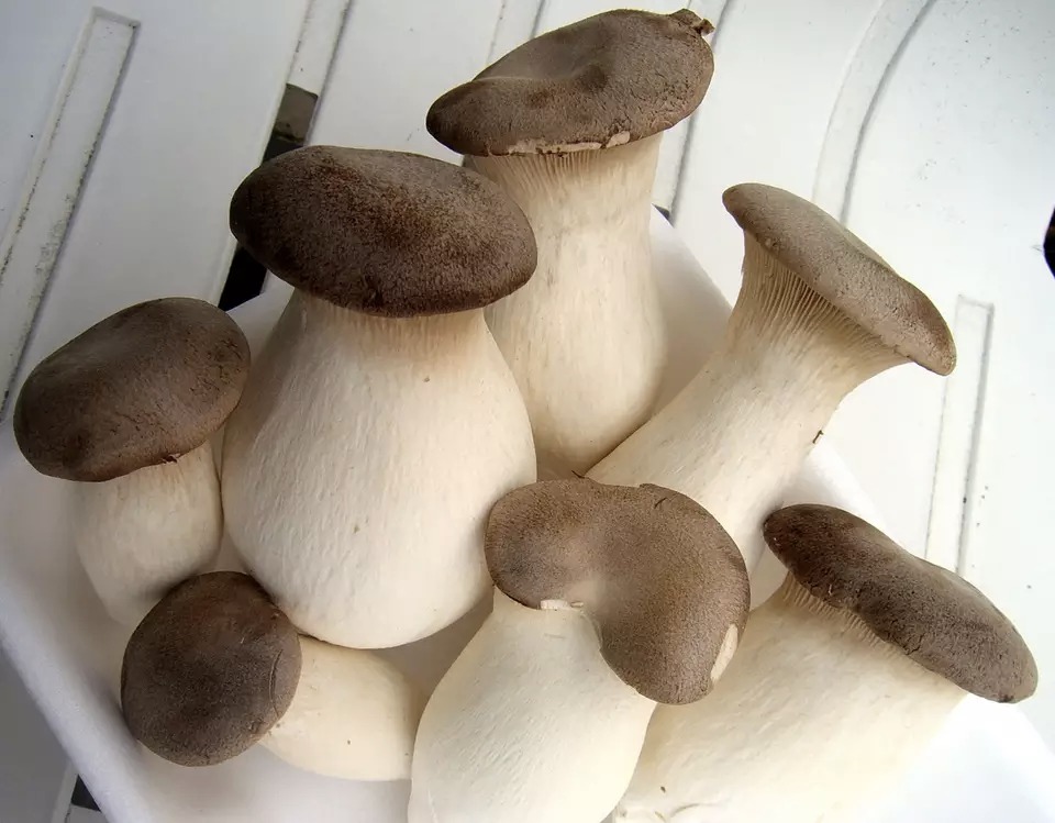 Setas King Oyster frescas para exportación, 200 g/paquete, 300 g/paquete, 500 g/paquete, 1 kg/paquete, 2,5 kg/paquete; o como requisitos de clientes