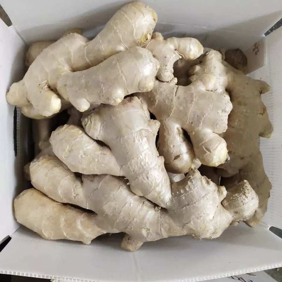 Taze zencefil 2kg/ctn, 5kg/ctn, 10kg/ctn, 30lb/ctn kağıt kartonda; 10kg, 20kg, 30kg lima cantada; 10kg, 27lb, 30lb plastik poşette Fresh Ginger 2kg/ctn