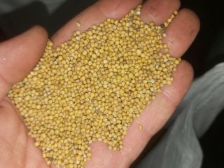 Vendemos semillas de mostaza blanca de la variedad Elena.