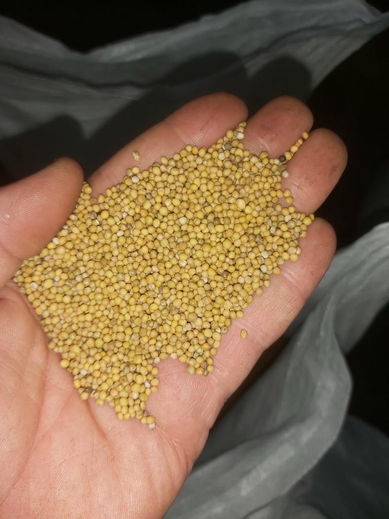 Vendemos semillas de mostaza blanca de la variedad Elena