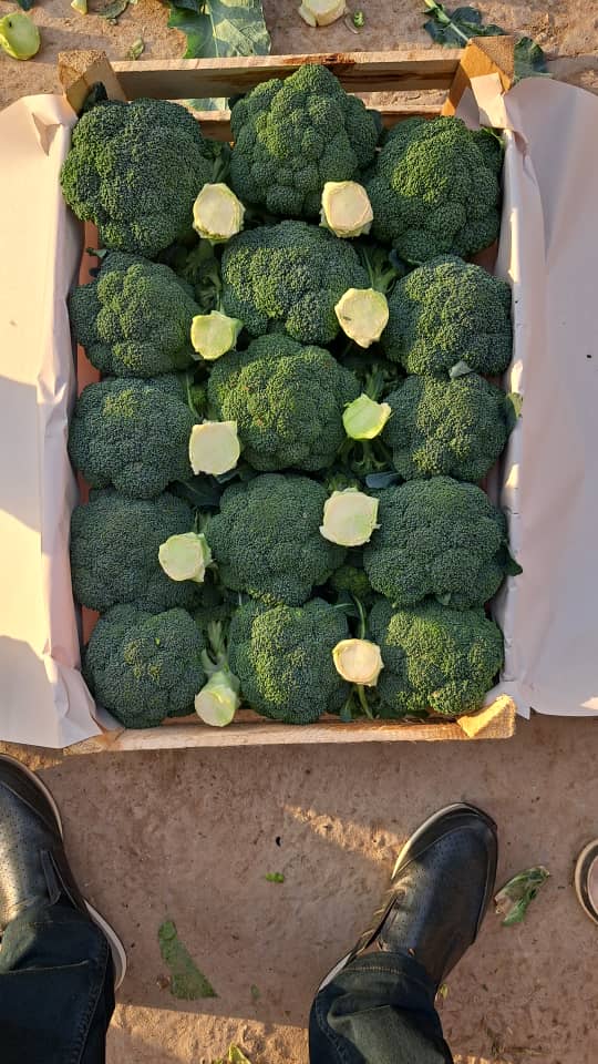 Hay mucho brócoli
