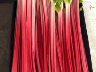 Invernadero de ruibarbo forzado ruibarbo Goliat 40-20 extra rojo