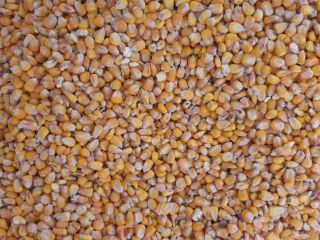 Hola. Vendo maiz seco en sacos de 50 kg.