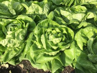 Vendo lechuga trocadero empresa seria y decidida.