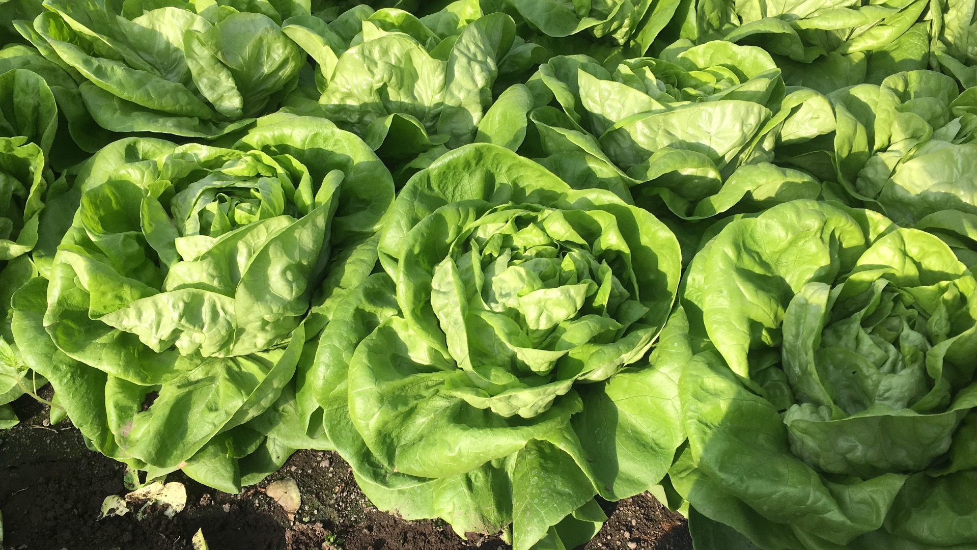 Vendo lechuga trocadero empresa seria y decidida