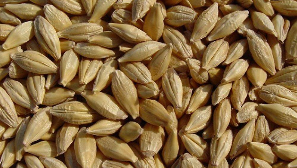 50 toneladas de cebada de excelente calidad de la cosecha de este año