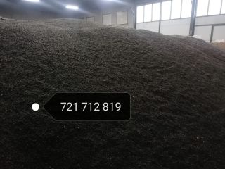Venderé un girasol negro. Contenido de aceite 49%, humedad
