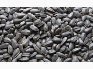 Fracción de masa de aceite - 49,40% Humedad 8,7%