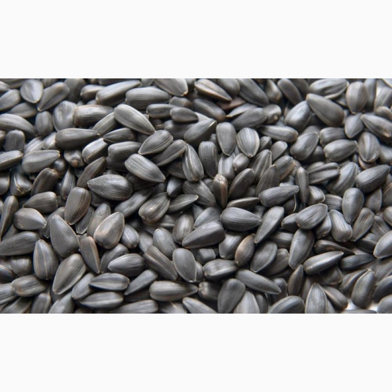 Fracción de masa de aceite - 49,40% Humedad 8,7%