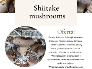 Hongos shiitake del hongo polaco Le ofrecemos hongos Schiitake