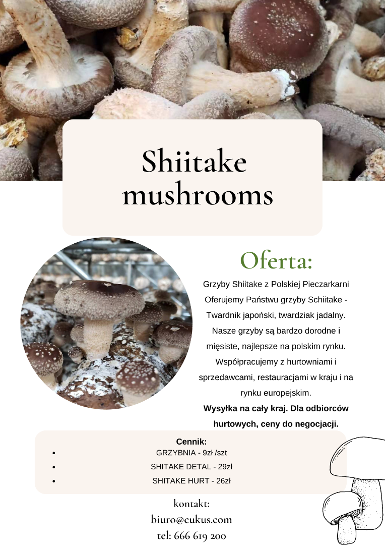 Hongos shiitake del hongo polaco Le ofrecemos hongos Schiitake - shiitake japonés, shiitake comestible