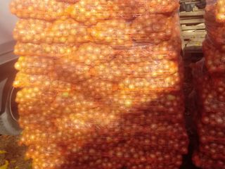 Hola, tengo que vender grandes cantidades de cebollas de