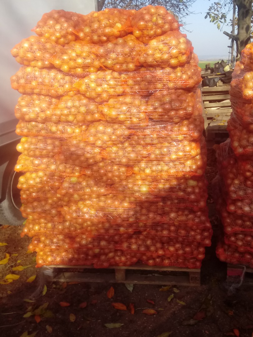 Hola, tengo que vender grandes cantidades de cebollas de siembra con una linda cáscara, 100% sanas, no escalonadas
