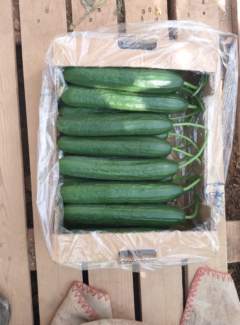 Venderé pepinos molidos y de invernadero