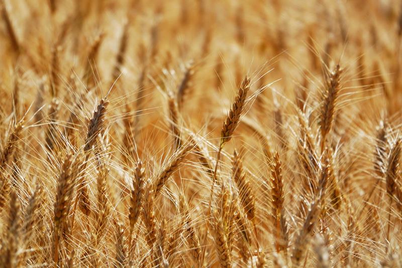 Venderé 100 toneladas de trigo por semana