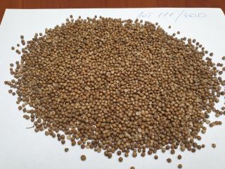 LLC "Smolensk Agro Export" exporta semillas de cilantro, origen