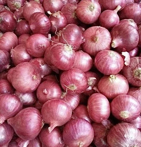 Estamos vendiendo cebolla roja Cal 5+ de agricultores locales rumanos