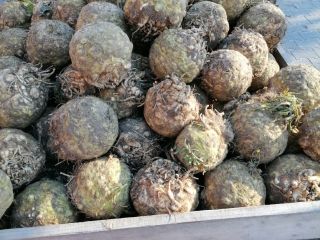 Venderé raíz de apio, peso desde 1 kg.
