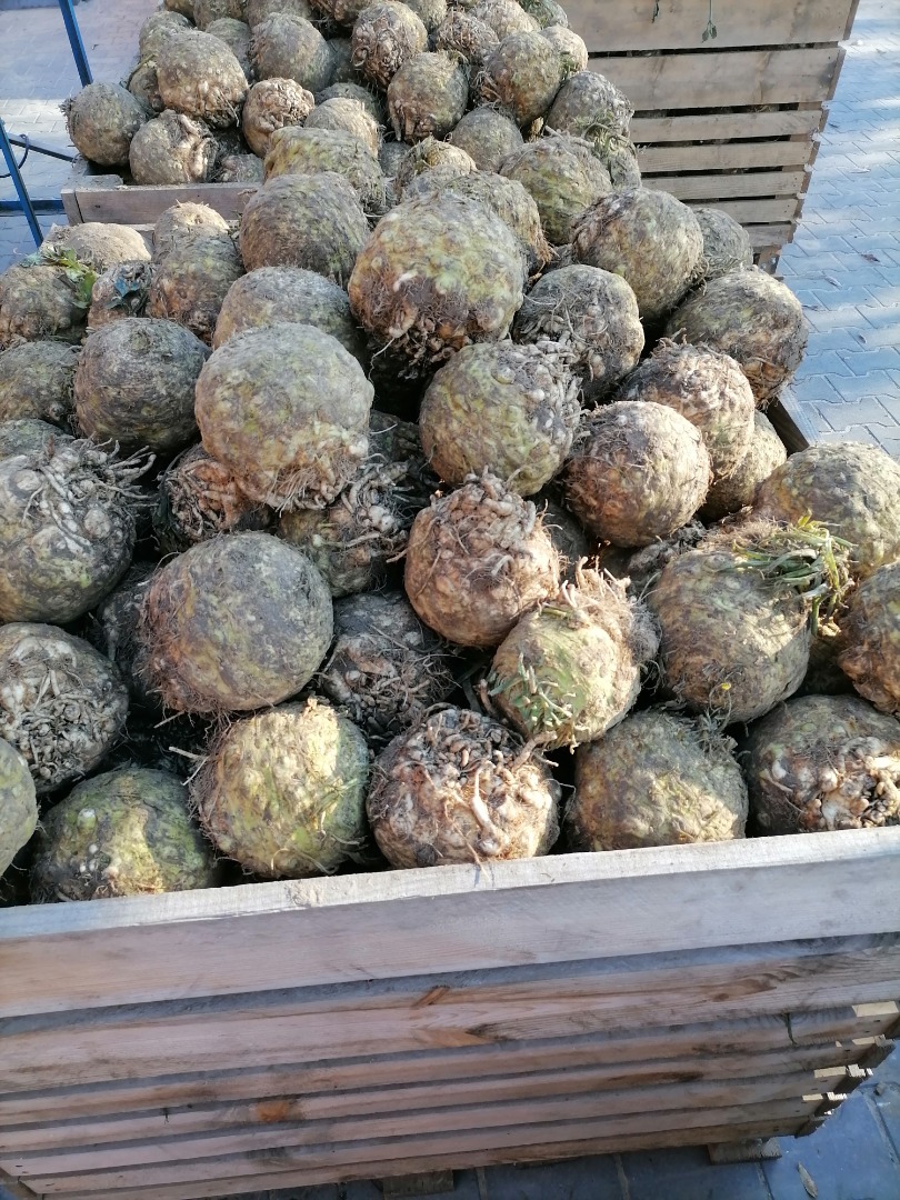 Venderé raíz de apio, peso desde 1 kg