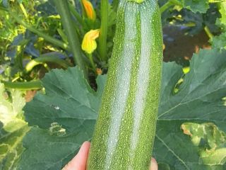 Vendemos calabacines de alta calidad disponibles en todos los