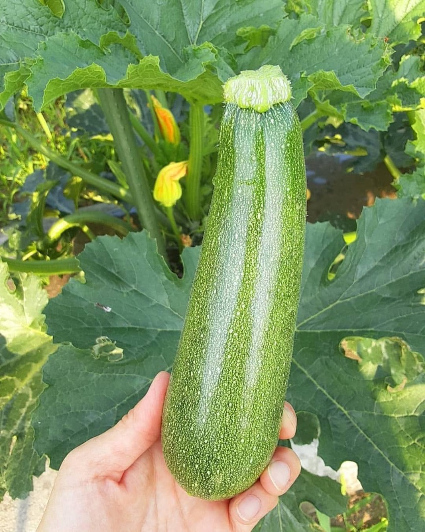 Vendemos calabacines de alta calidad disponibles en todos los tamaños y con el empaque que usted solicite