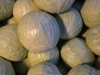 Venta de repollo blanco Adelco. Variedad muy útil para