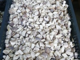 Ofrecer en lugar de unas 10 toneladas de boletus