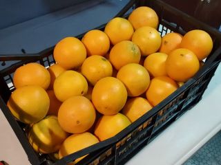 Venderé nevelina de naranja española dulce, jugosa y sin