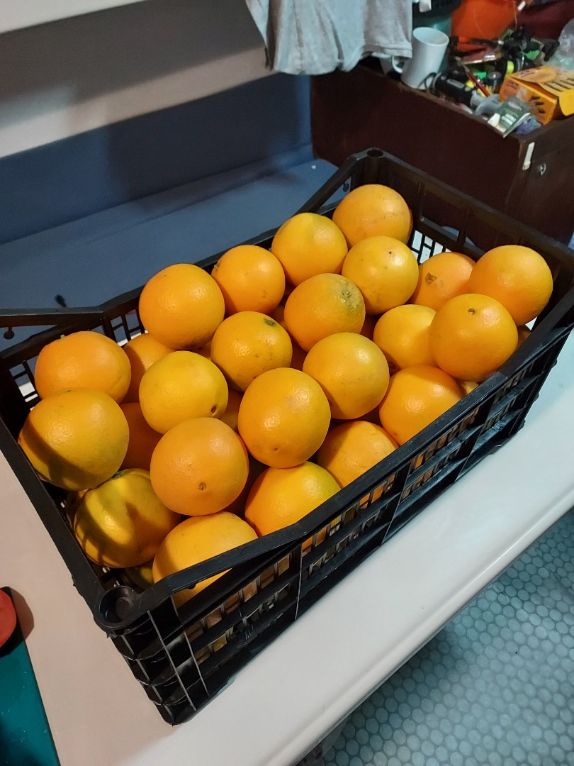 Venderé nevelina de naranja española dulce, jugosa y sin semillas el martes en Polonia cantidades de una caja de 14 kg, también tengo mandarinas clementinas