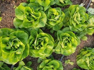 Vendo 70.000 ensaladas, de la raza Shangore, al precio