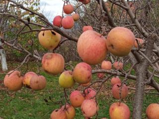 manzanas ecológicas