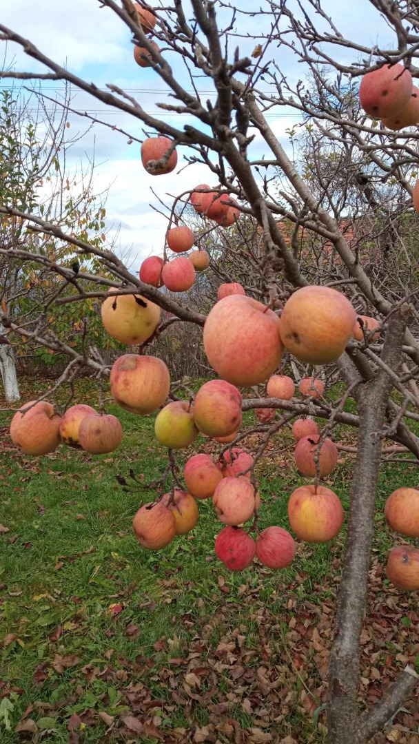 manzanas ecológicas