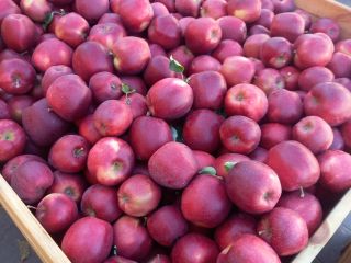 Soy productor de manzanas de alta calidad de diferentes