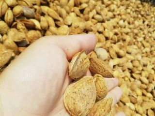 Almendra fresca cosecha año 2021. Una almendra está en