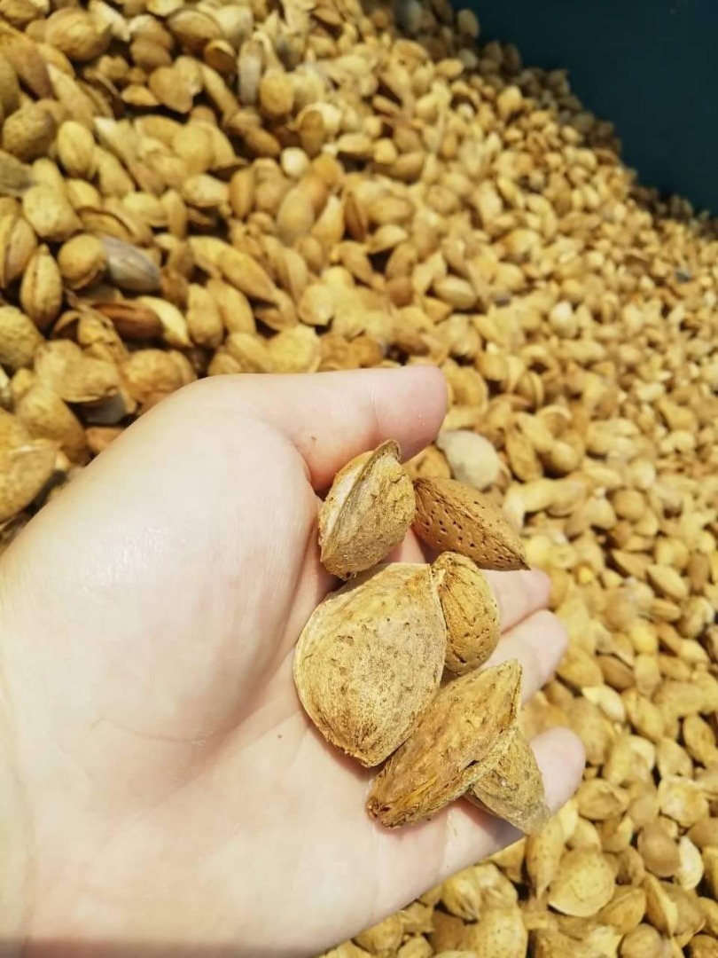 Almendra fresca cosecha año 2021