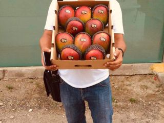 Mango Kent directamente de productores del norte del Perú.