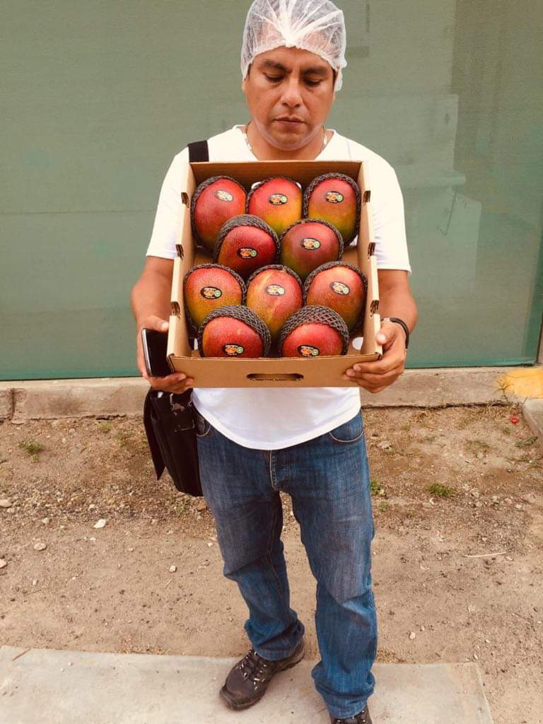 Mango Kent directamente de productores del norte del Perú