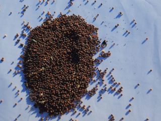 La mostaza es negra. Pureza 98-99%. Humedad 6-8. Embalaje