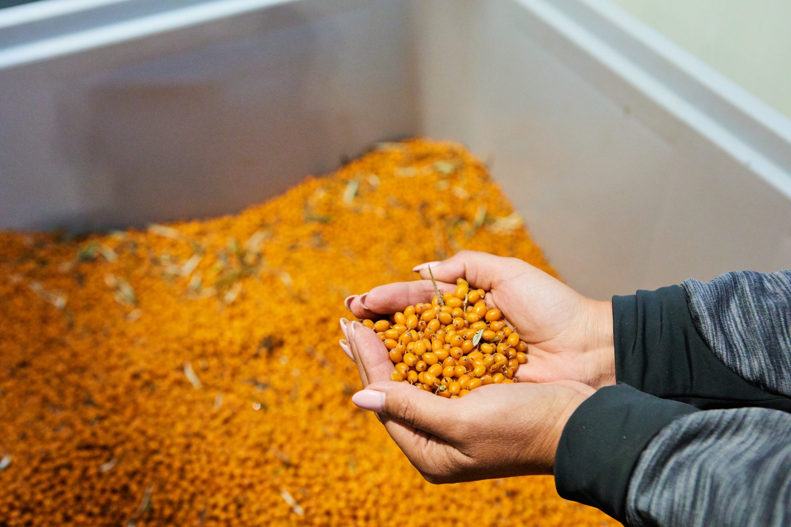 Vendemos espino cerval de mar orgánico certificado de nuestra propia plantación, en grandes cantidades