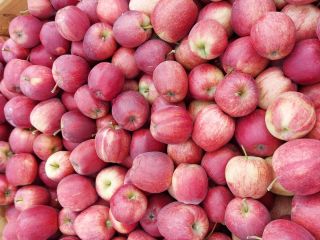 Hola. Vendo manzanas de las siguientes variedades: Gala schniga