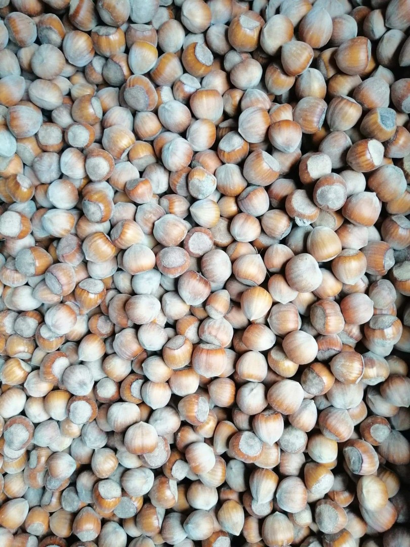 Venderé toneladas de avellanas