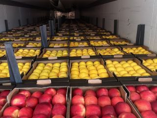 VENDEMOS AL POR MAYOR TODO TIPO DE MANZANAS