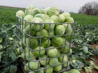 Venderé col de invierno Zenon kal.2-5kg en la cantidad