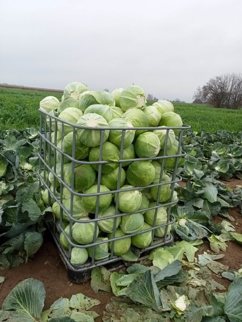 Venderé col de invierno Zenon kal.2-5kg en la cantidad de hasta 50t